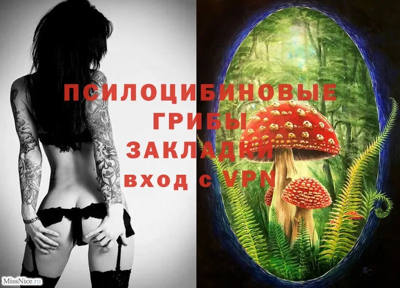 наркота  Опочка  Псилоцибиновые грибы Psilocybe 